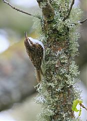 Eurasian Treecreeper